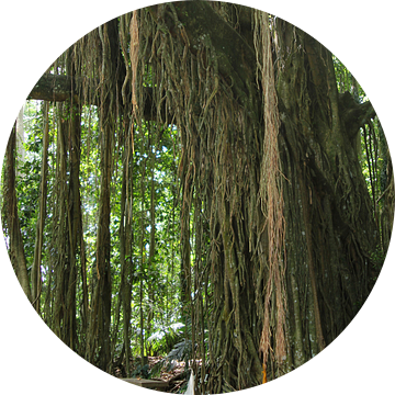 Mystieke Banyan boom van Inge Hogenbijl