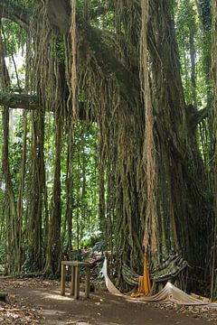 Mystischer Banyan Baum