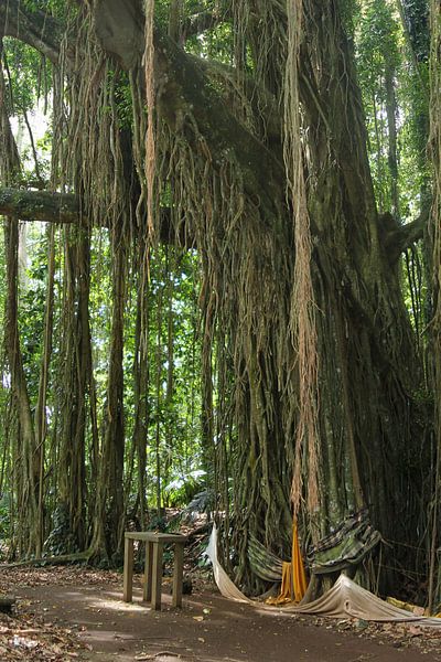 Mystieke Banyan boom van Inge Hogenbijl