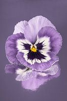 Purple and white violet on a greyish purple background
