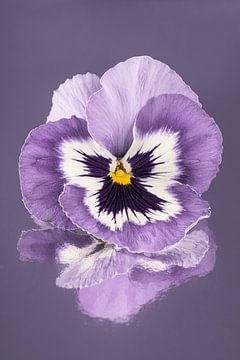 Purple and white violet on a greyish purple background by Marjolijn van den Berg