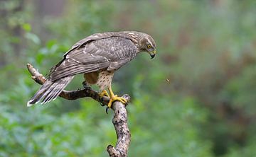 Rauschen aus (Habicht) von Harry Eggens