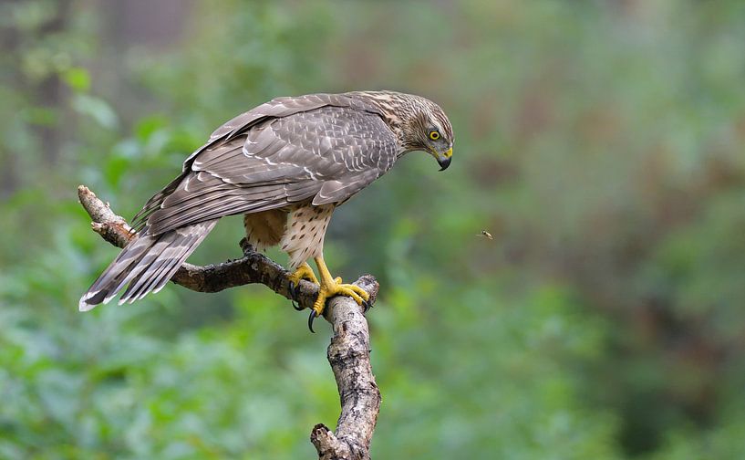 Buzzzzzz Off (Northern Goshawk) by Harry Eggens