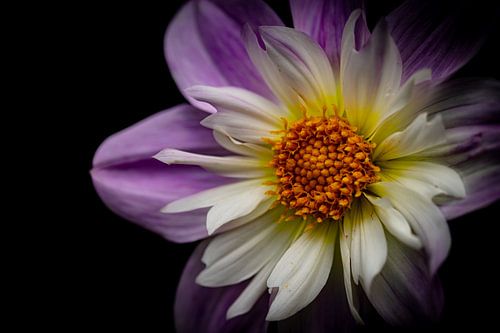 Belle fleur en couleurs