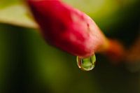 Waterdruppel op bloem