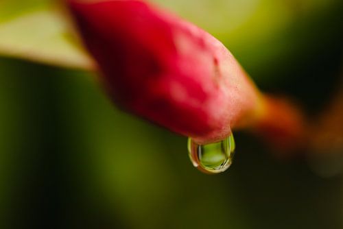 Wassertropfen auf Blume
