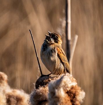 Singing Reed Bunting by Rik Zwier