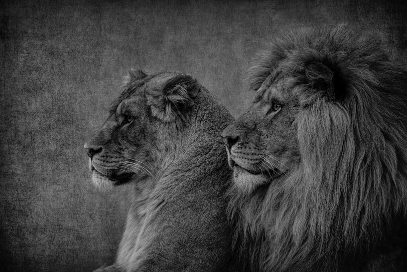 Leeuwen: Leeuw en Leeuwin koppel in zwart-wit van Marjolein van Middelkoop