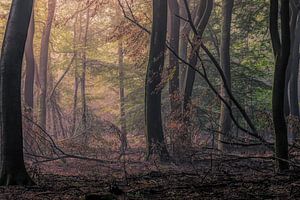 Good morning Speulderbos sur Tim Abeln