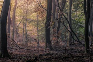 Good morning Speulderbos by Tim Abeln