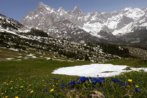 Berglandschap in de lente
