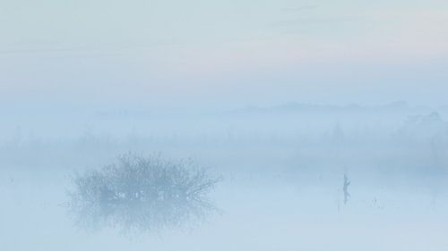 Mist in de vroege ochtend over het water