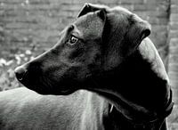 Rhodesian Ridgeback