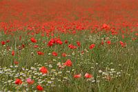 Klaprozenveld bij Ransdaal, Limburg - Poppies near Ransdaal, Limburg