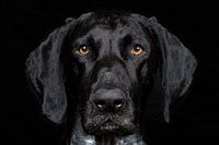 Un regard dans les yeux d'un chien noir