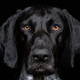 Un regard dans les yeux d'un chien noir sur Rüdiger Rohmann