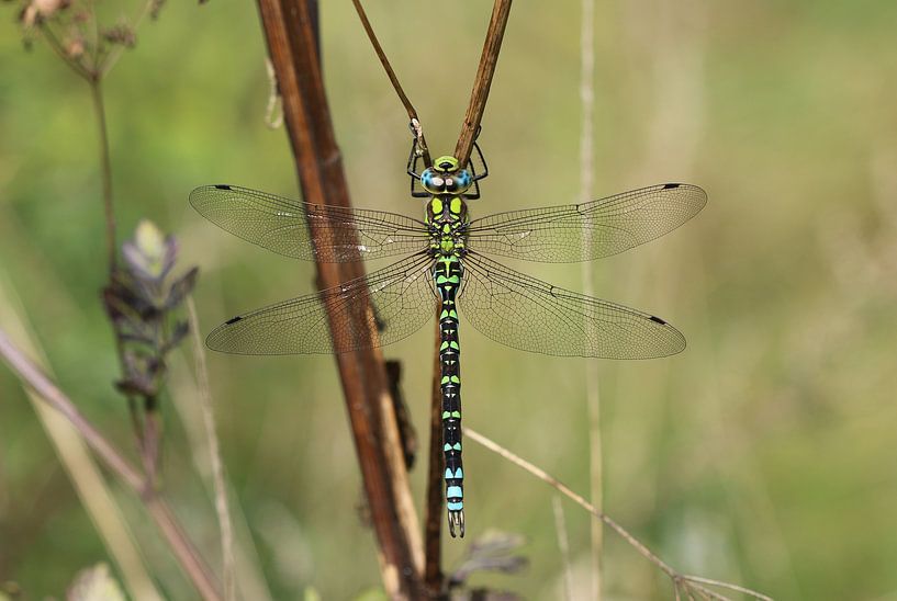 Agrion mosaïque bleu-vert par Matthias Brix