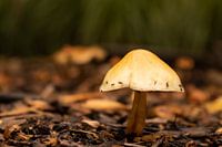 Een herfstachtige paddenstoel