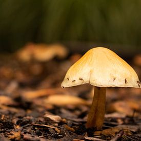 Een herfstachtige paddenstoel van Danique Verweij