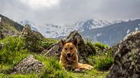 Streunender Hund in den Bergen von Stijn Cleynhens Miniaturansicht