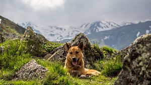 Zwerfhond in de bergen van Stijn Cleynhens