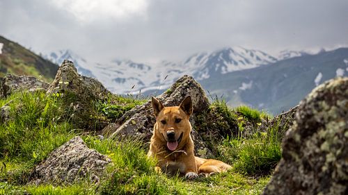 Chien errant dans les montagnes