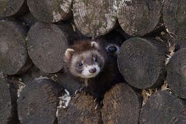 Hase zwischen den Baumstämmen von Ina Hendriks-Schaafsma