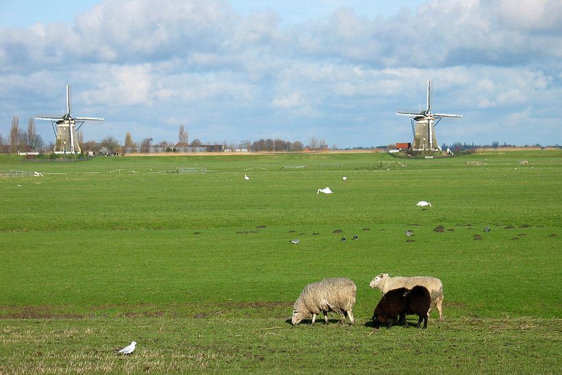 Molens en schaapjes par Anouk Davidse