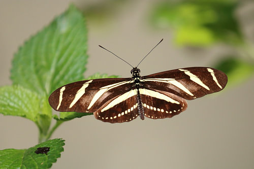 Zebra-Longwing-Schmetterling