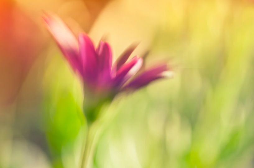 Eine Blume von Ellen Driesse