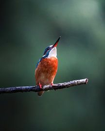 Kingfisher by Tom Zwerver