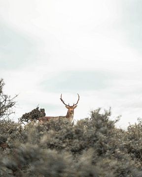 Hert Amsterdamse Waterleidingduinen van Rianne Mellema