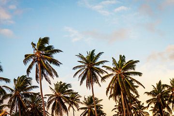 Kokosnoot Palmen van Walljar