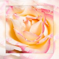 silence of the rose