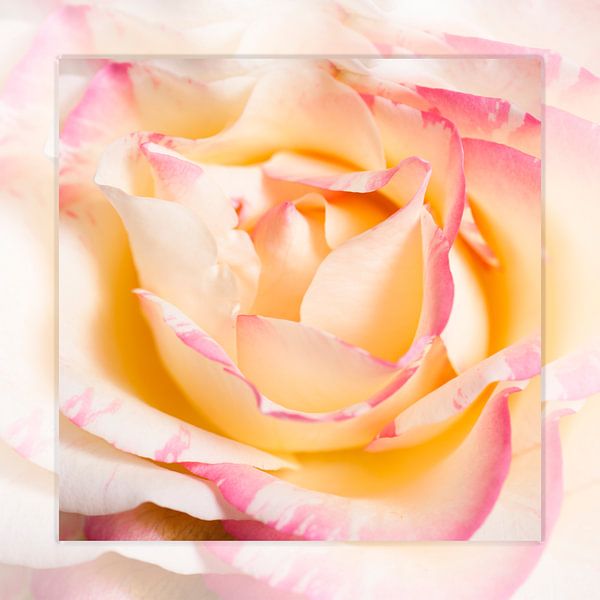 silence of the rose von Tessy Graas