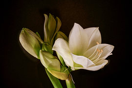 Amaryllis. 3. Flowers.