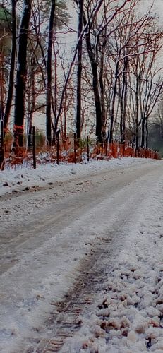 Winter Path – First Light