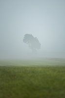 Einsamer Baum auf grüner, nebelverhangener Wiese