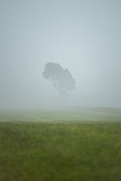 Eenzame boom in groen weiland gehuld in mist van Bram Lubbers