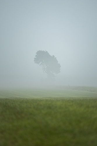 Lone tree in green meadow shrouded in mist