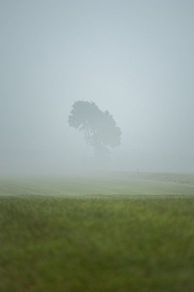 Einsamer Baum auf grüner, nebelverhangener Wiese von Bram Lubbers