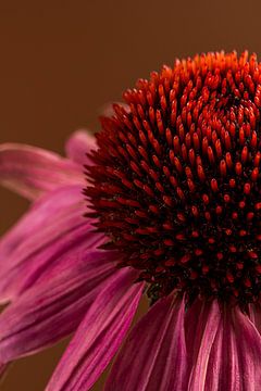 Warme Farben: Die Kraft von Echinacea von Marjolijn van den Berg