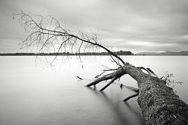 Tree black and white by Marko Sarcevic
