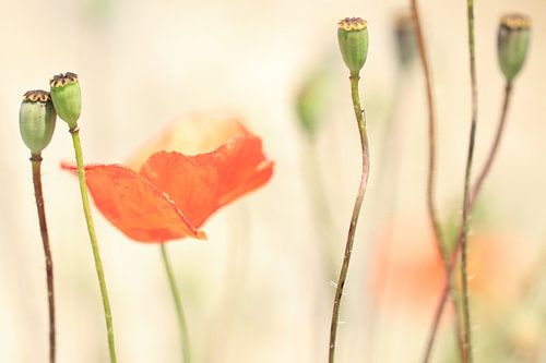 Stillleben Mohnblume von Jacqueline Gerhardt