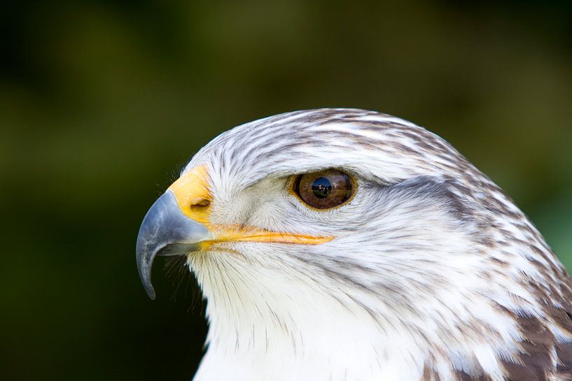 Roofvogel par Guido Akster