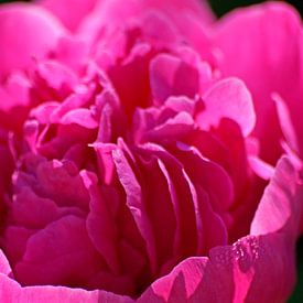 Rote gefüllte Rose by Wiebke Blume