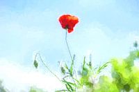 Poppy