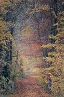 recovery path