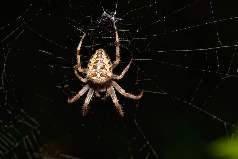 _DSC8871 by Bart Verdijk