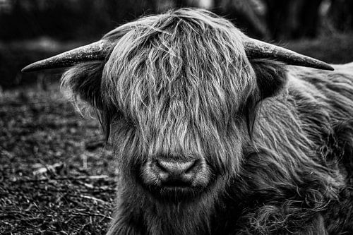 Schotse Hooglander Zwart-wit